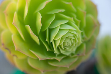 Fototapeta premium Plant 58