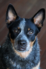 Closeup of a young blue heeler dog, also known as an Australian Cattle Dog