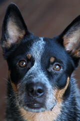Closeup of a young blue heeler dog, also known as an Australian Cattle Dog