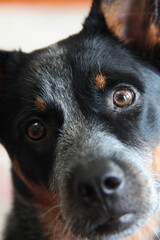 Closeup of a young blue heeler dog, also known as an Australian Cattle Dog