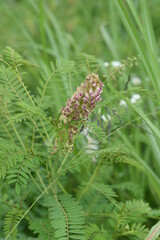 Shrubby sophora is a perennial plant of the fabaceae that grows in early summer in a general inflorescence of butterfly-shaped flowers.