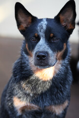 Closeup of a young blue heeler dog, also known as an Australian Cattle Dog