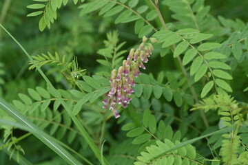 Shrubby sophora is a perennial plant of the fabaceae that grows in early summer in a general inflorescence of butterfly-shaped flowers.