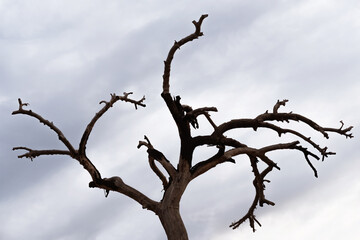 A lonely dried tree amid cloud sky