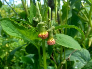 Close up crassocephalum crepidioides, (also called fireweed, ebolo, thickhead, redflower ragleaf, sintrong, sentrong). Its fleshy, mucilaginous leaves and stems are eaten as a vegetable.