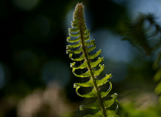fern leaf close up