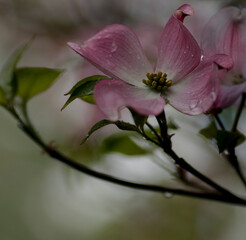 Obraz premium pink magnolia blossom