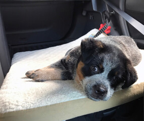 Beautiful Blue Heeler, also known as Australian Cattle Dog puppy