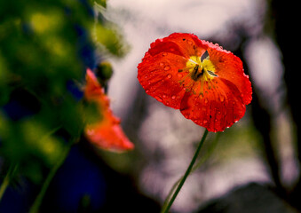 poppy flower in the field