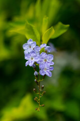 Obraz premium Small blue flowers with a bokeh background