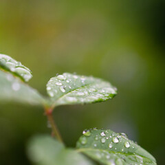 Raindrops on a small rose leaf on a winter morning