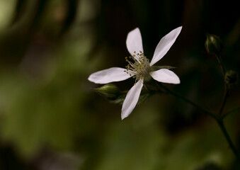 white flower with bokeh background