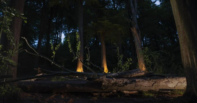 Light painting fallen tree in forest at night