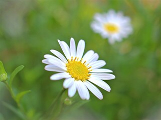 Obraz na płótnie Canvas Closeup white petals common daisy flower plants in garden with soft focus and blurred background, macro image ,wallpaper, soft focus ,sweet color for card design