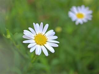 Fototapeta premium Closeup white petals common daisy flower plants in garden with soft focus and green blurred background, macro image ,wallpaper, sweet color for card design