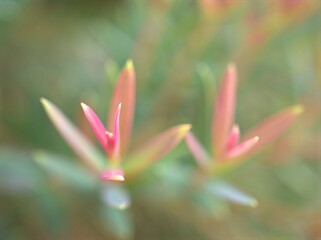Closeup pink Ellwood's gold leaf (chamaecyparis lawoniana) plants in garden and blurred background ,macro image ,soft focus ,sweet color  for card design ,nature leaves