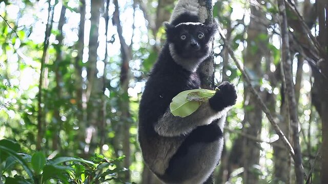 Indri lemur eats leaf in the natural habitat. Indri lemur (Indri indri) hangs on the tree and eats fresh leaves and peers around
