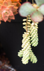 whitish-yellow plant