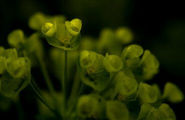 green lilly pad florettes