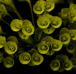 green lilly pad florettes