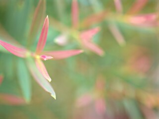 Closeup pink leaf of Chamaecyparis lawoniana tree in garden with soft focus and blurred background, macro image ,wallpaper, nature leaves ,sweet color for card design