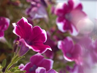 Closeup white pink petals of petunia flower plants in garden with soft focus and blurred background, macro image ,wallpaper, sweet color for card design