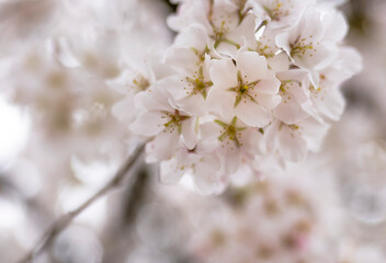 Portland cherry blossoms