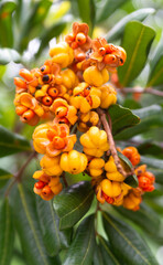 orange flower on the tree