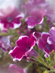 Closeup white pink petals petunia flower plants in garden with soft focus and blurred background, macro image ,wallpaper ,sweet color for card design