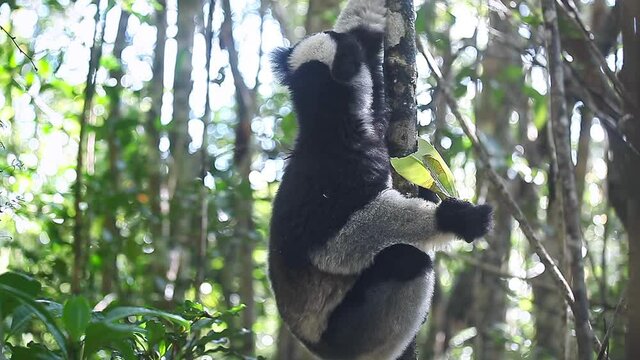 Indri lemur eats leaf in the natural habitat. Indri lemur (Indri indri) hangs on the tree and eats fresh leaves and peers around