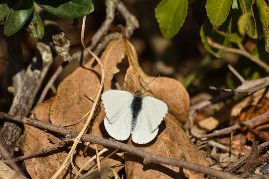 African Small White Butterfly On Groundcover (Dixeia charina charina), Mossel Bay, South Africa