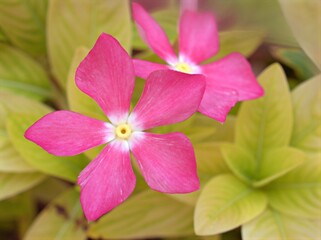 Closeup pink petals periwinkle madagascar flower plants in garden with soft focus and green leaf blurred background, macro image ,wallpaper ,sweet color for card design
