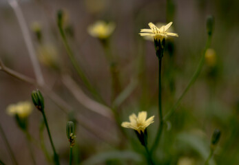 Yellow floral small apperature