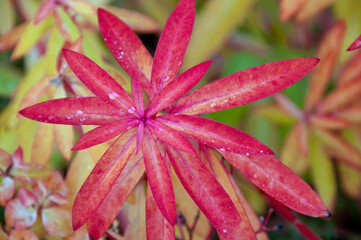 Fireglow Euphorbia