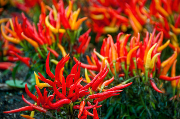 Ornamental Peppers