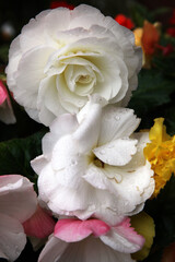 Closeup of beautiful white begonia flowers