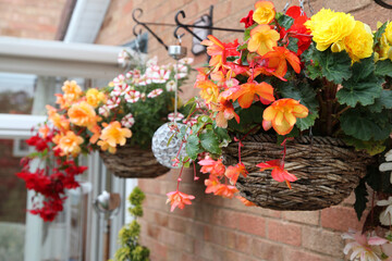 Fototapeta na wymiar Closeup of beautiful begonia flowers in hanging baskets