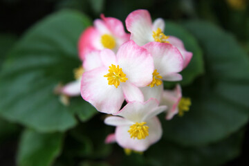 Beautiful pink and white begonia flowers surrounded by green leaves