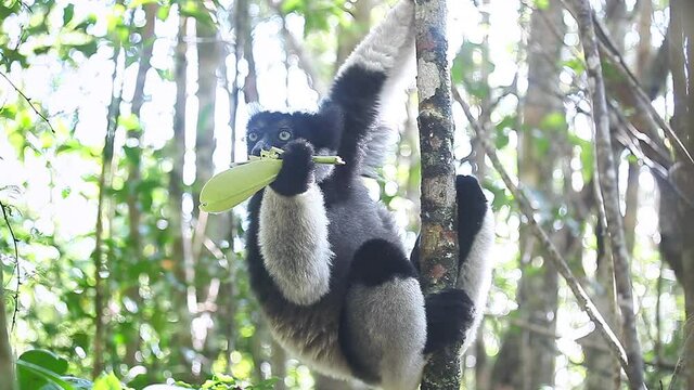 Indri lemur eats leaf in the natural habitat. Indri lemur (Indri indri) hangs on the tree and eats fresh leaves and peers around