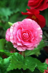 Beautiful pink and white begonia flowers surrounded by green leaves