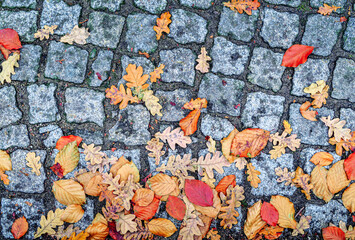 Autumn abstract background of red orange yellow leaves lying on old town cobblestone pavement. Textured vintage stone pavement, natural autumn colored leaves.
