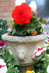 Beautiful red begonia flowers in pot plan surrounded by green leaves