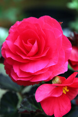 Beautiful pink and white begonia flowers surrounded by green leaves