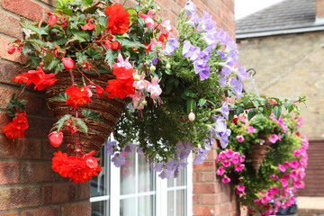 Naklejka premium Closeup of beautiful begonia flowers in hanging baskets