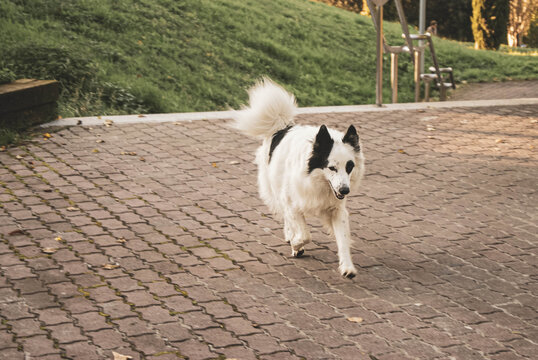 perro corriendo