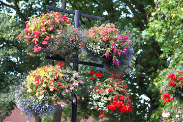 Closeup of beautiful begonia flowers in hanging baskets