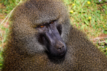baboon with baby