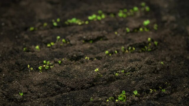 Time-lapse of growing plants. Close-up microgreens newborn cress salad plant grow in garden bed greenhouse agriculture. Vegetable seeds growing in spring