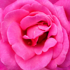 Macro rosa
