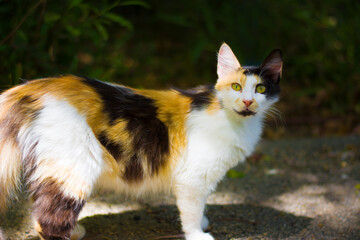 Beautifu white black and ginger street cat with green eyes looking at the camera outdoor